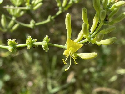 Lonicera interrupta, photographed by Leah Gardner