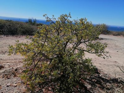 Cyrtocarpa edulis, photographed by Erick Vélez Sánchez