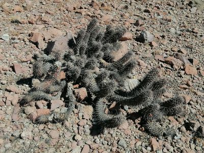 Cochemiea poselgeri, photographed by Erick Vélez Sánchez