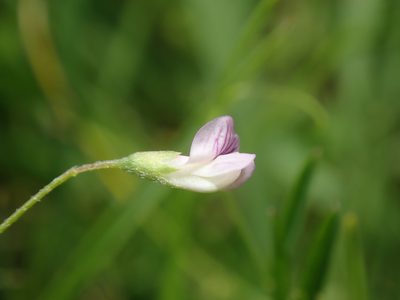 Vicia tetrasperma, photographed by Daniel Cahen