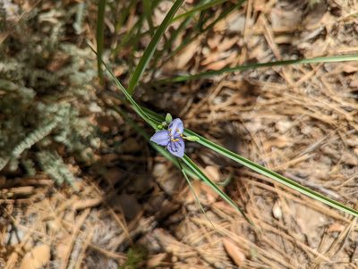 Tradescantia occidentalis, photographed by Alexandre Passos