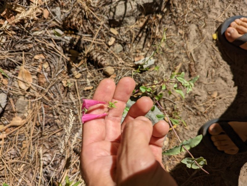 Penstemon pseudospectabilis, photographed by Alexandre Passos