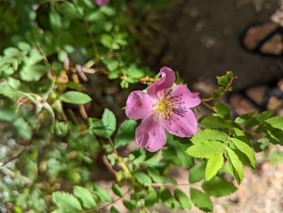 Rosa woodsii, photographed by Alexandre Passos