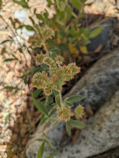 Phacelia heterophylla, photographed by Alexandre Passos