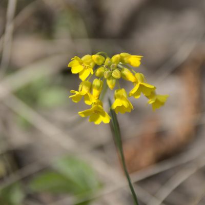 Draba sibirica, photographed by Иван Шихалев