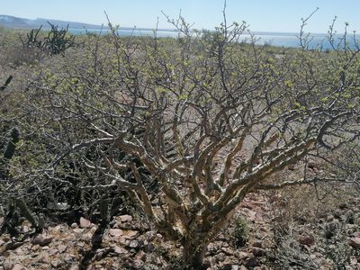 Bursera fagaroides, photographed by Erick Vélez Sánchez