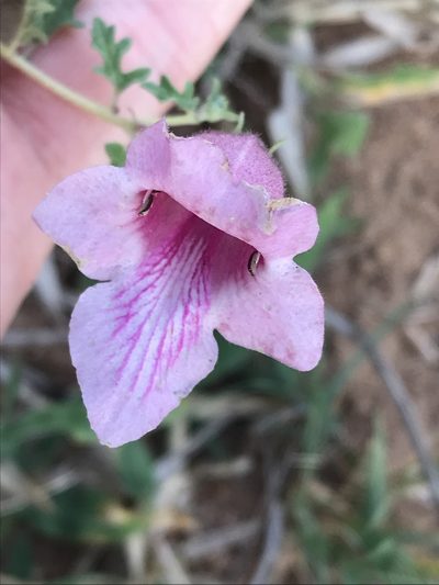 Sesamum senecioides, photographed by Ryan Donnelly
