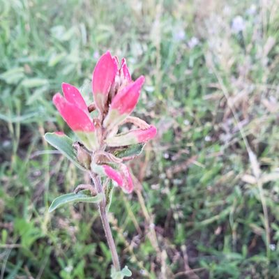 Castilleja indivisa, photographed by Marvelyn Granger