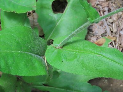 Andersonglossum virginianum, photographed by Bruce Slater