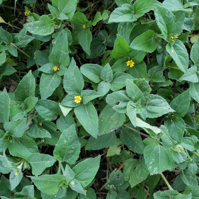 Calyptocarpus vialis, photographed by Marvelyn Granger