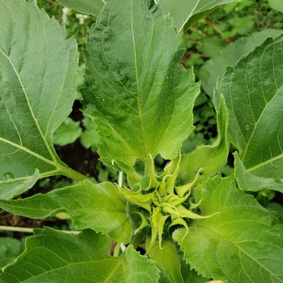 Helianthus annuus, photographed by Marvelyn Granger
