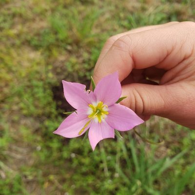 Sabatia campestris, photographed by Marvelyn Granger