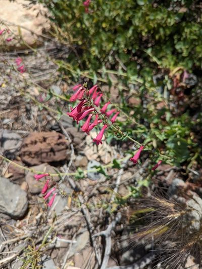 Penstemon pseudospectabilis, photographed by Alexandre Passos