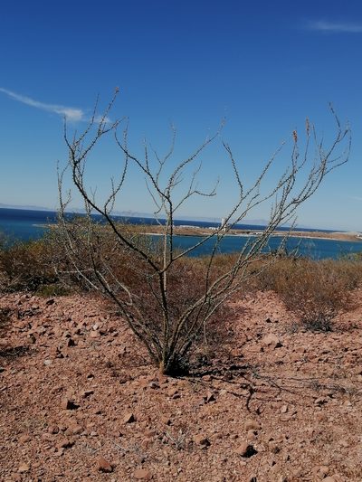 Fouquieria burragei, photographed by Erick Vélez Sánchez