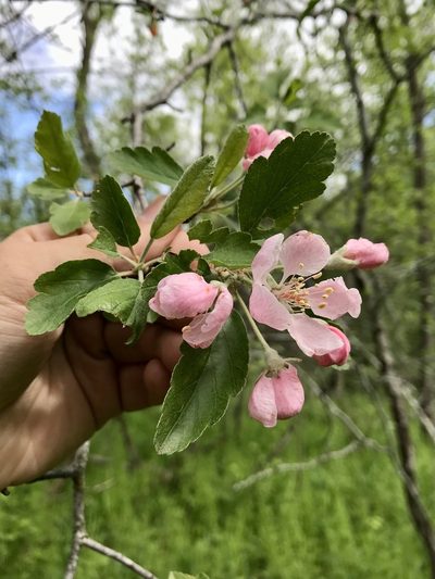 Malus ioensis, photographed by Rose Zappa