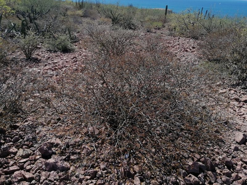 Erythrostemon placidus, photographed by Erick Vélez Sánchez