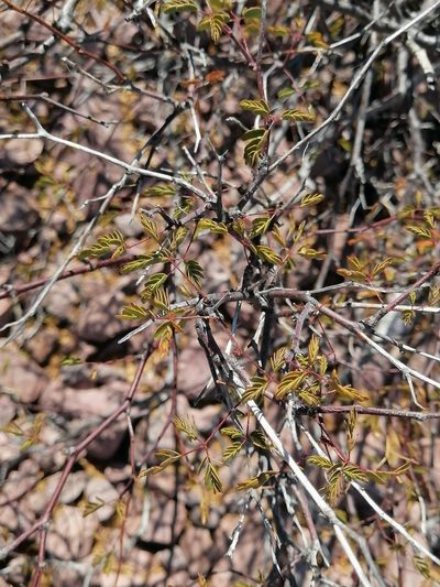 Erythrostemon placidus, photographed by Erick Vélez Sánchez