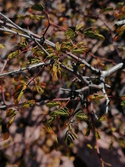 Erythrostemon placidus, photographed by Erick Vélez Sánchez