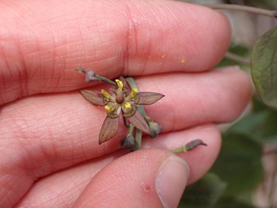 Caulophyllum giganteum, photographed by Cecil Smith