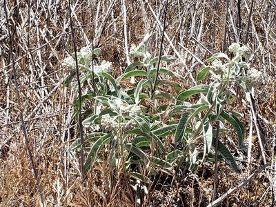 Asclepias eriocarpa, photographed by Amy