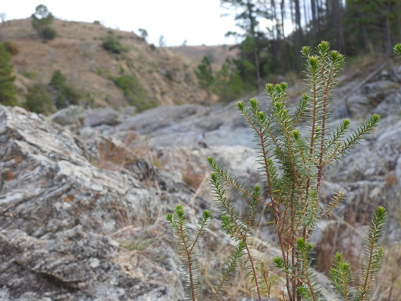 Baccharis aliena, photographed by Irene M. Villa