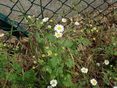 Tanacetum parthenium, photographed by Daniel Cahen