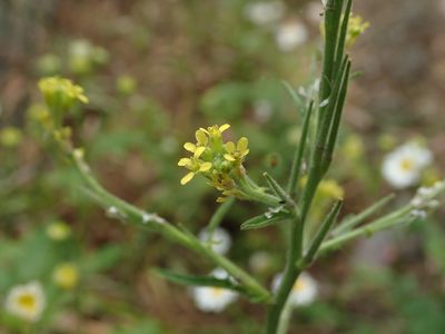 Sisymbrium officinale, photographed by Daniel Cahen