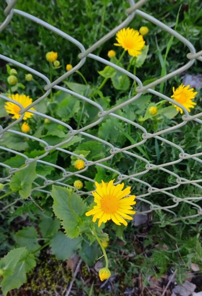 Doronicum columnae, photographed by Andreas Schneider