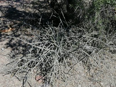 Euphorbia lomelii, photographed by Erick Vélez Sánchez