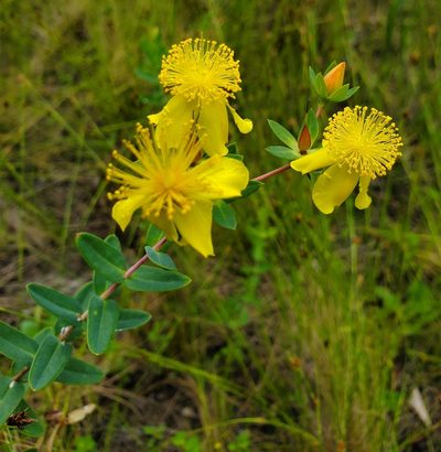 Hypericum myrtifolium, photographed by lightbed