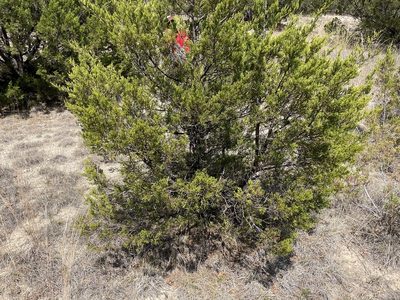 Juniperus ashei, photographed by Luke Padon