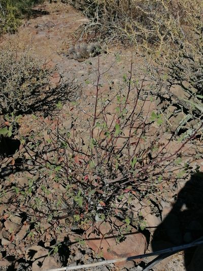 Bursera hindsiana, photographed by Erick Vélez Sánchez