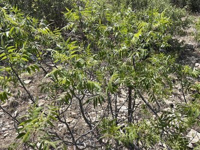 Rhus lanceolata, photographed by Luke Padon