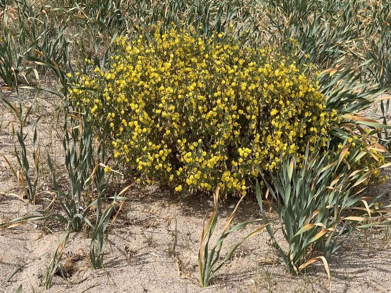 Ononis ramosissima, photographed by Naturalista