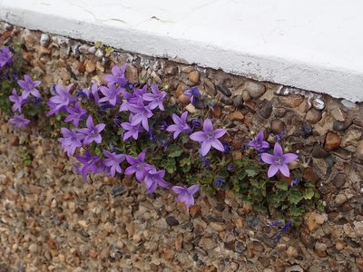 Campanula portenschlagiana, photographed by Daniel Cahen