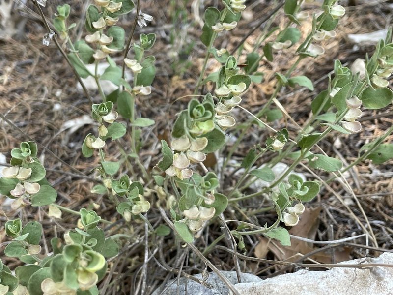 Scutellaria wrightii, photographed by Luke Padon
