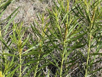 Stillingia texana, photographed by Luke Padon