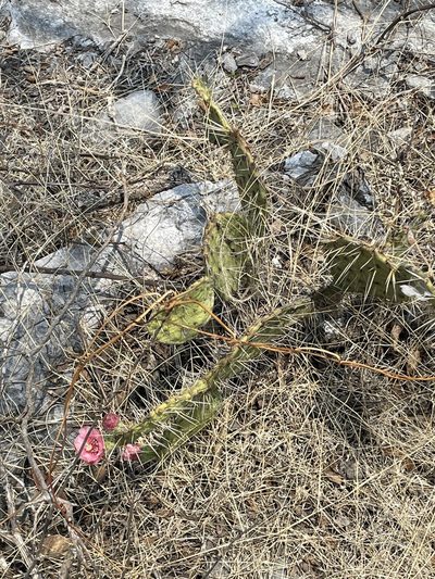 Opuntia depressa, photographed by Rafael Cano
