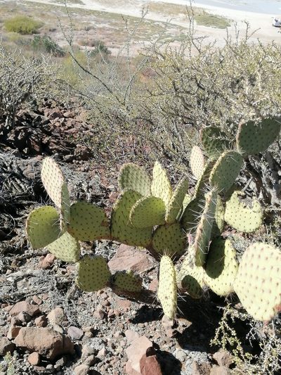 Opuntia comonduensis, photographed by Erick Vélez Sánchez