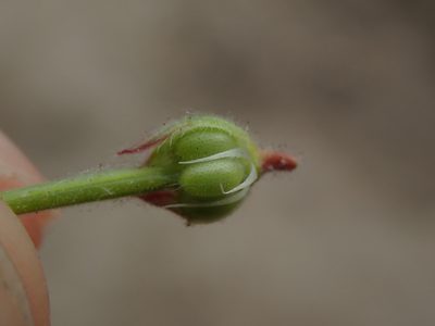 Geranium rotundifolium, photographed by Daniel Cahen