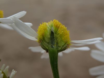 Matricaria chamomilla, photographed by Daniel Cahen