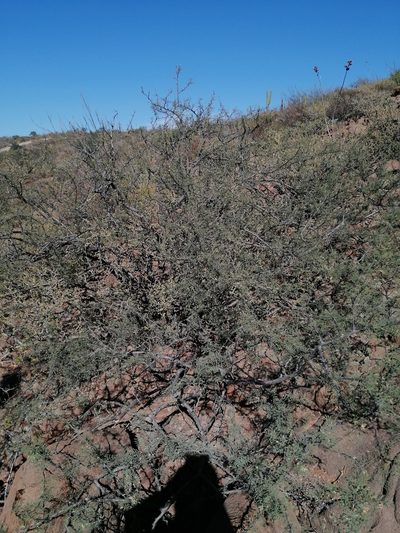 Vachellia pacensis, photographed by Erick Vélez Sánchez