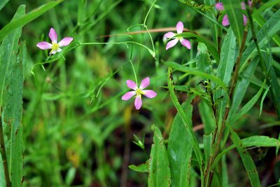 Sabatia campanulata, photographed by Lauren McLaurin