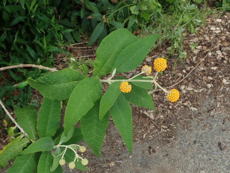 Buddleja globosa, photographed by Daniel Cahen