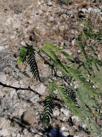 Neltuma articulata, photographed by Erick Vélez Sánchez