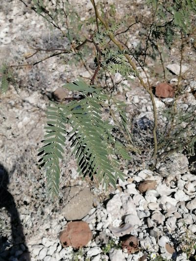 Neltuma articulata, photographed by Erick Vélez Sánchez