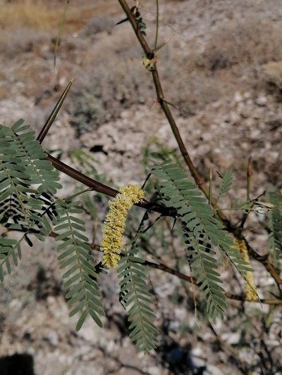 Neltuma articulata, photographed by Erick Vélez Sánchez