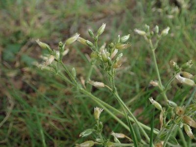 Cerastium fontanum, photographed by Daniel Cahen