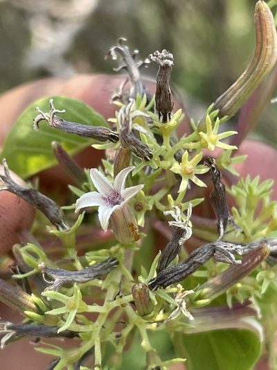 Paederia ciliata, photographed by Rafael Cano