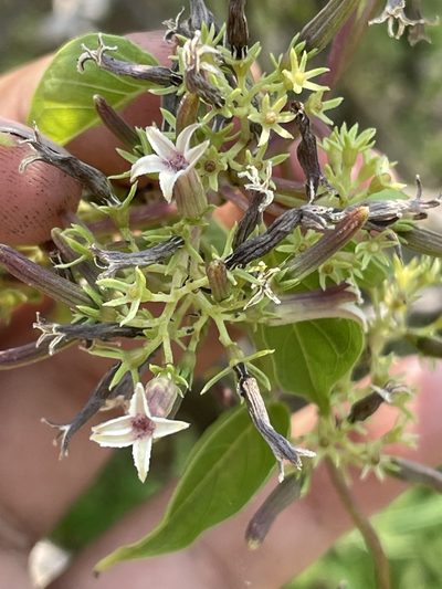 Paederia ciliata, photographed by Rafael Cano
